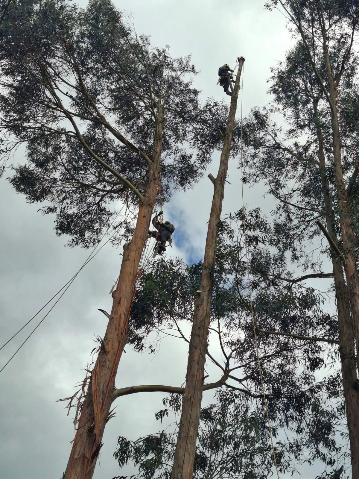 Equipos Profesionales