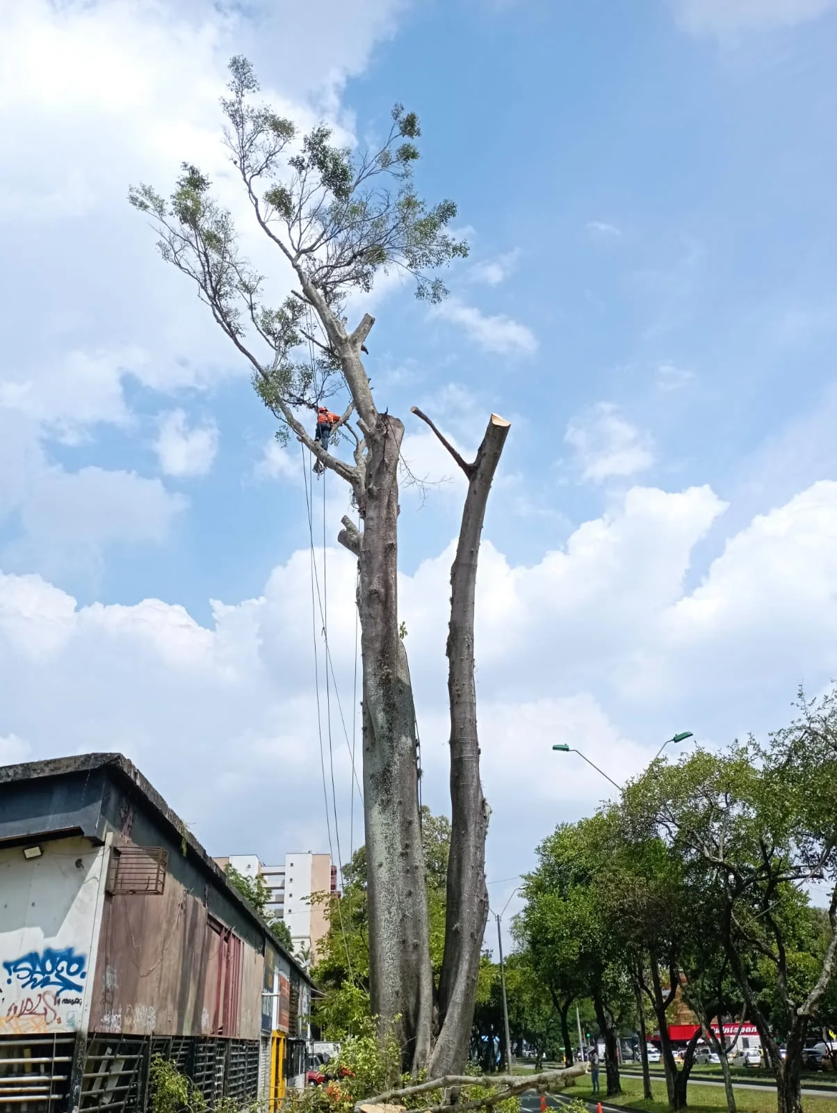 Poda en Redes Eléctricas